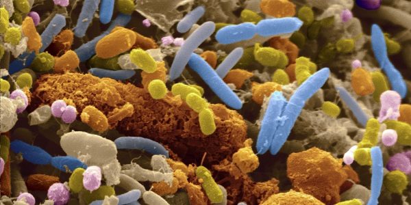 gut bacteria microbiome