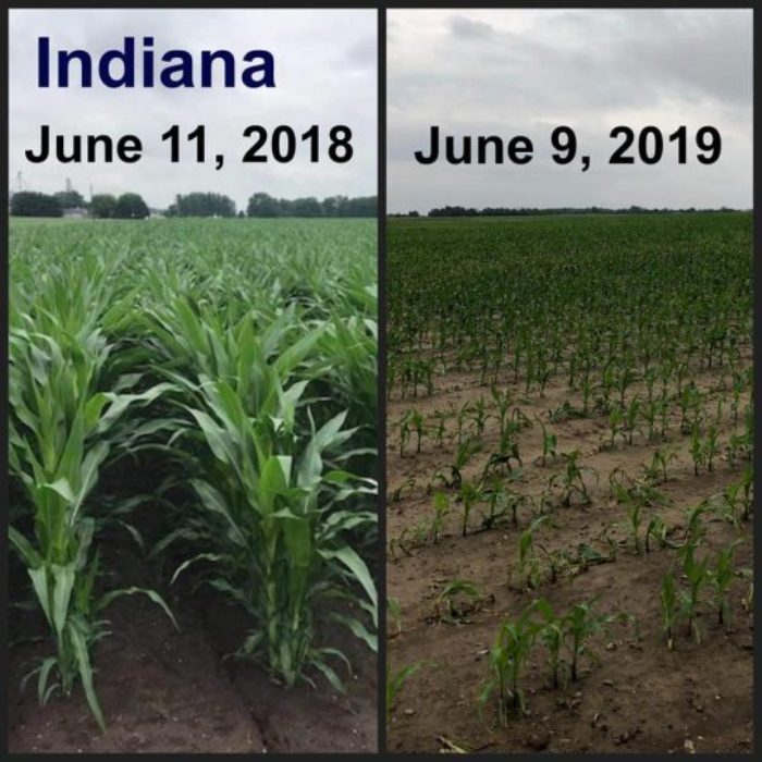 Indiana crops 2018 and 2019