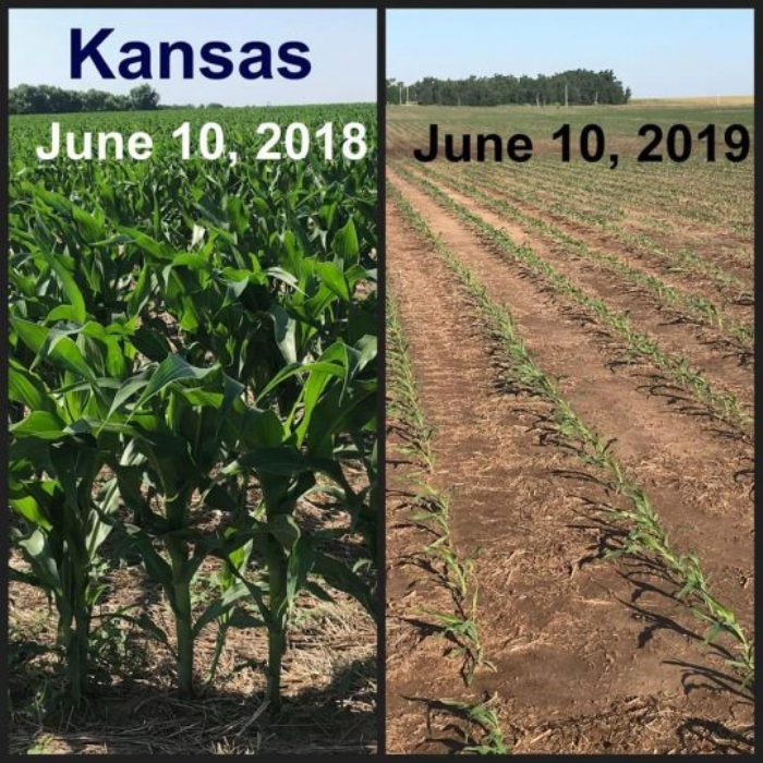 Kansas crops 2018 and 2019