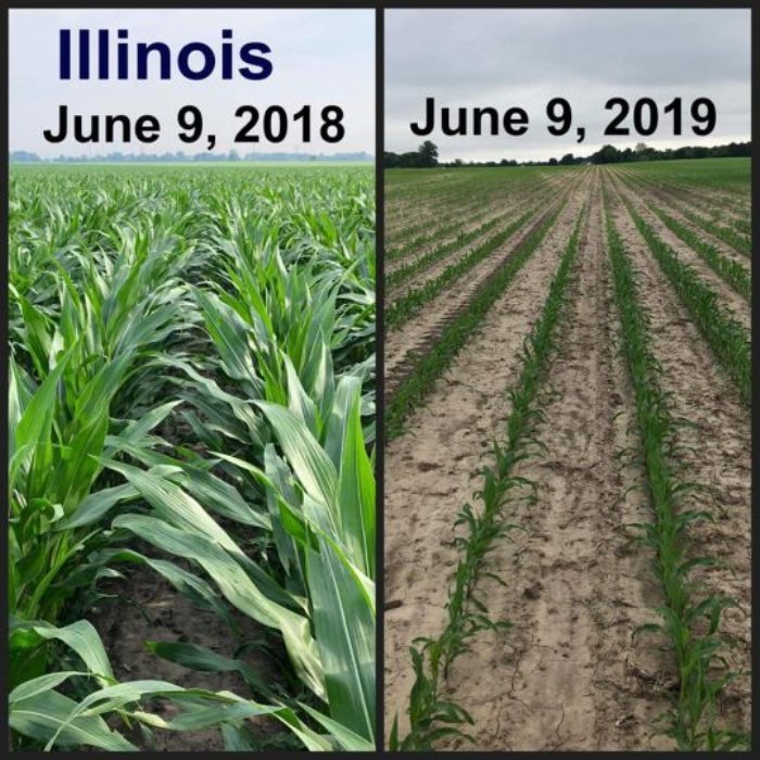 Illinois crops 2018 and 2019