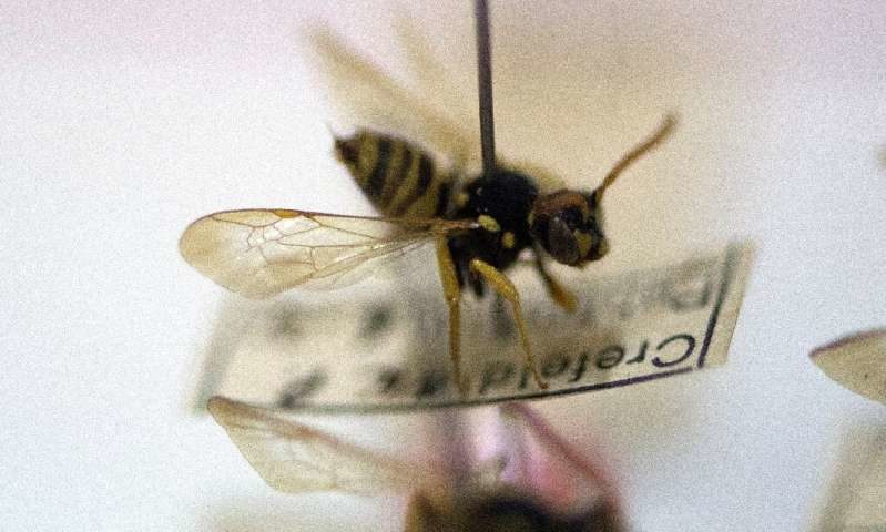 bee wasp insect