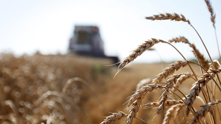 wheat