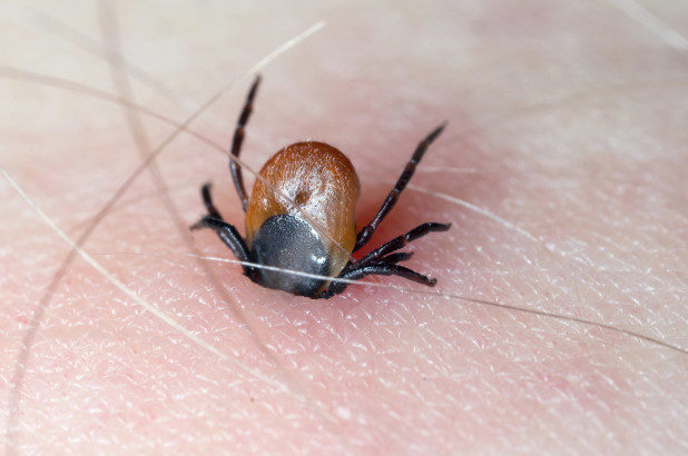 tick