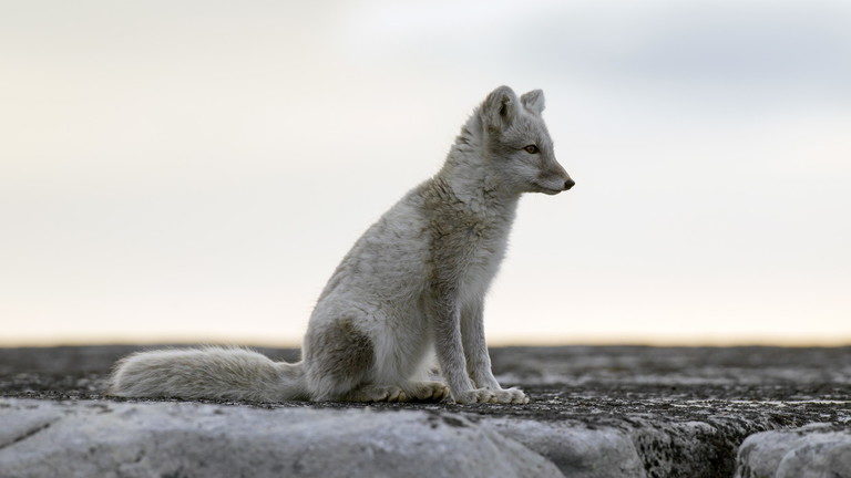 wolf