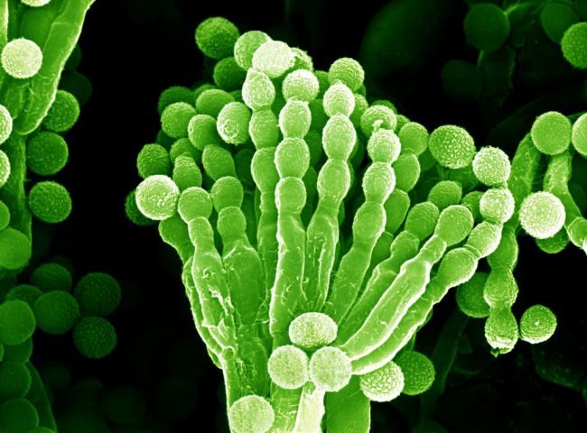 Click to enlarge Penicillium mold