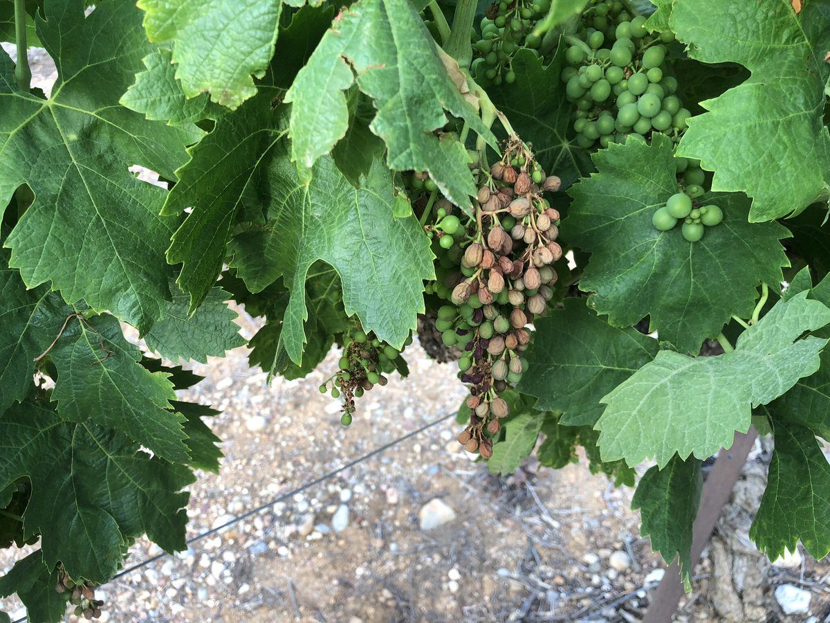 The grapes on the vine look as though they have been 