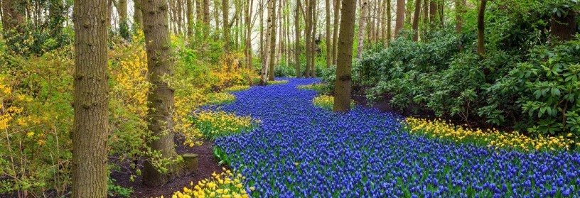 blooming flowers in famous Keukenhof park in Netherlands