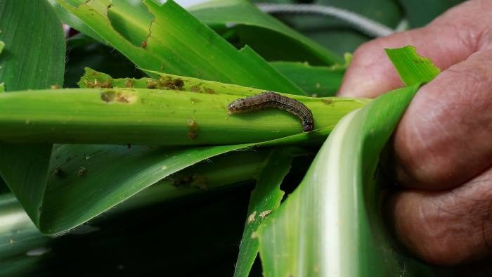 Armyworm in China