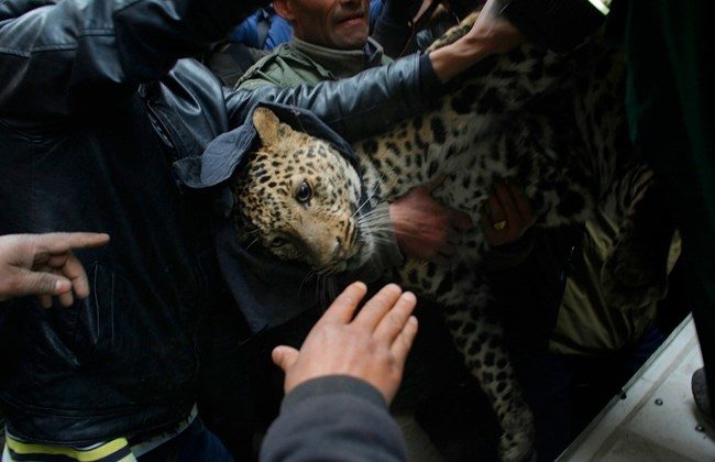 leopard