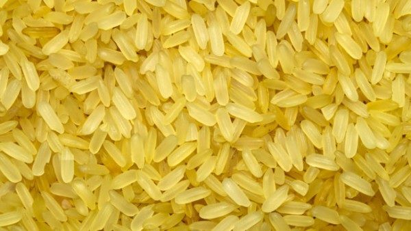 golden rice GMO