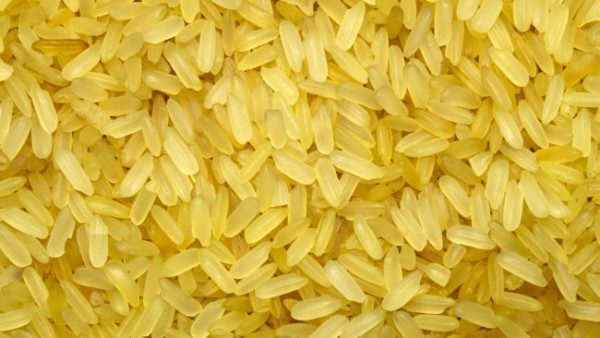 golden rice GMO