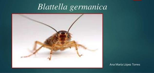 german cockroach