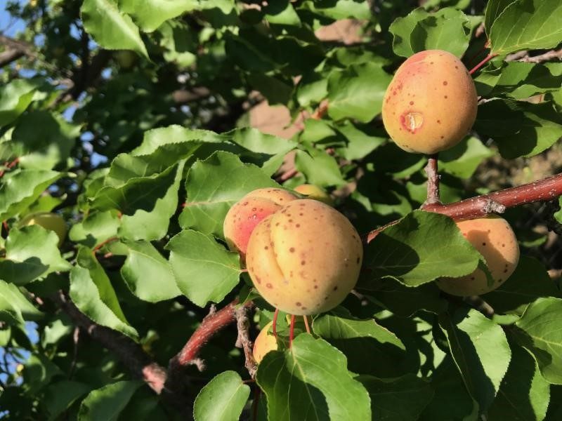 APRICOTS