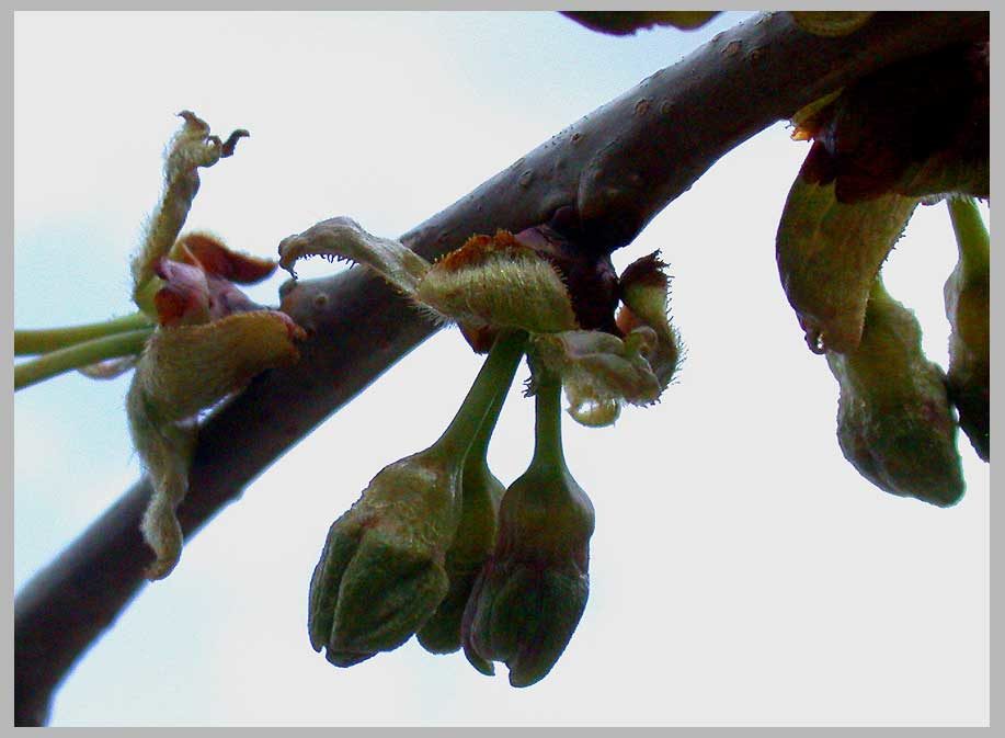 frost damage