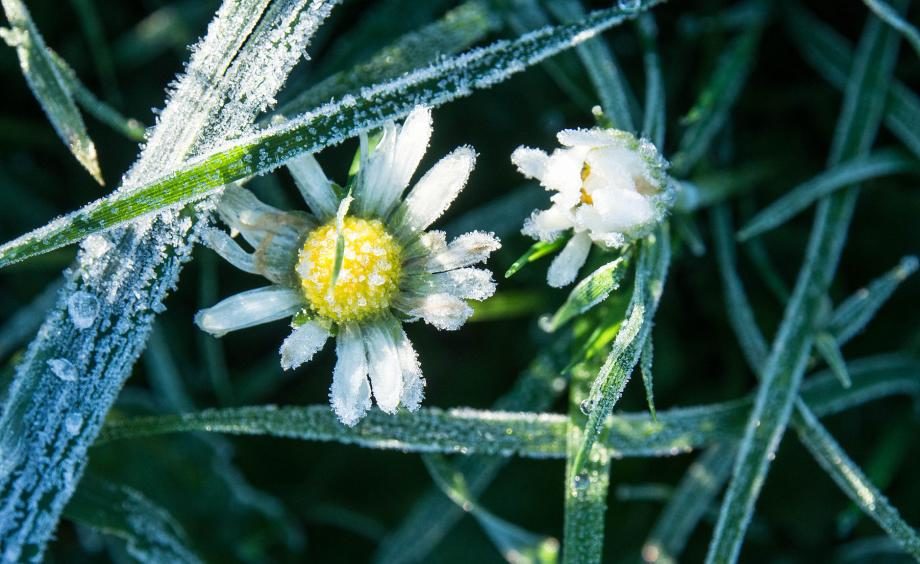 frost