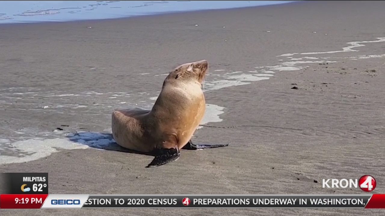 sea lion