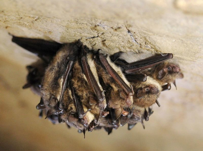 Click to enlarge A cluster of little brown bats hibernate in New Mammoth Cave near LaFollette, Tenn.