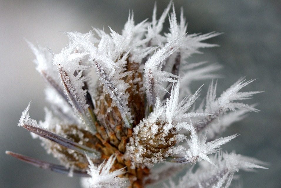 frost