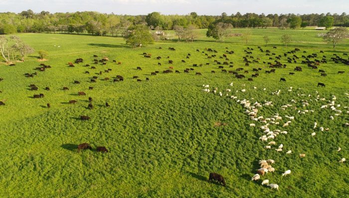 Click to enlarge Photo courtesy of White Oak Pastures.