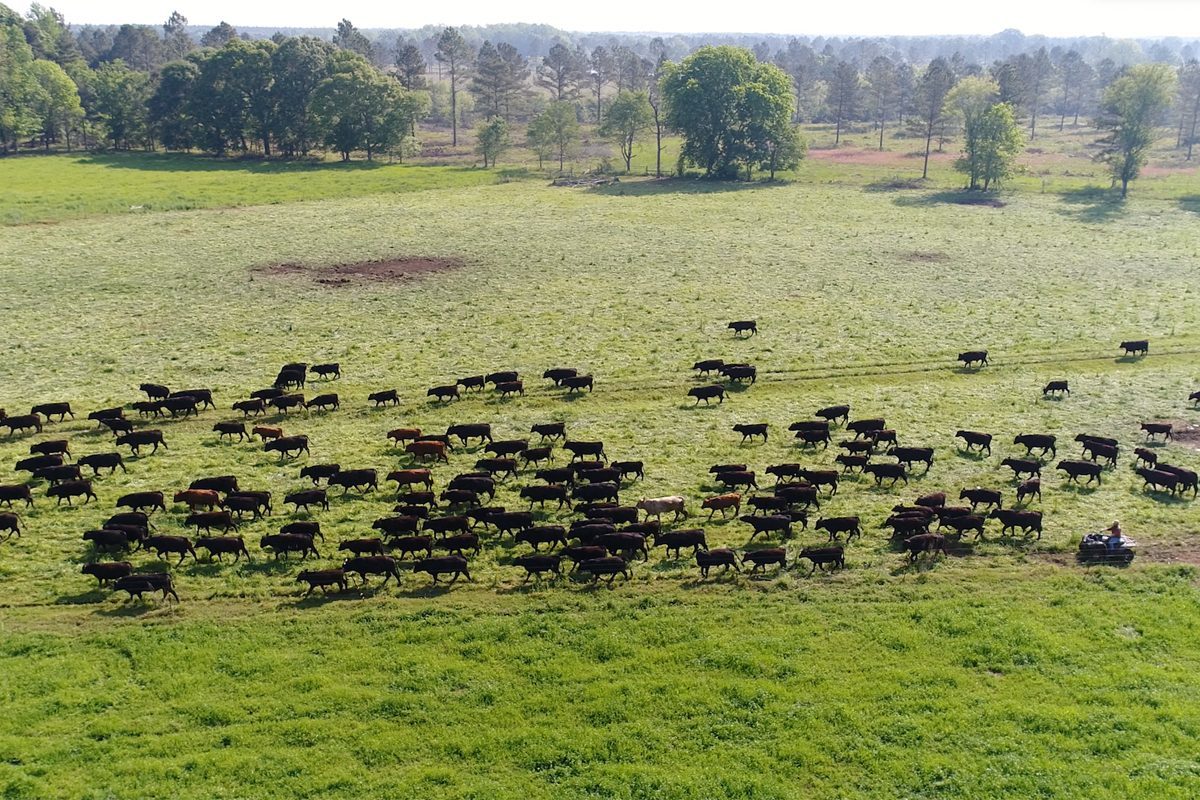 grazing animals