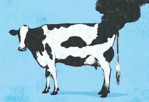 cow farts