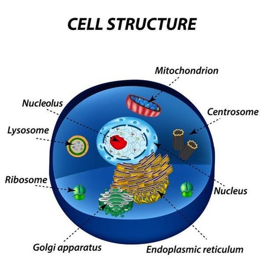Click to enlarge cell structure
