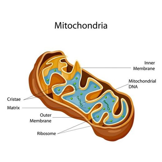 Click to enlarge mitochondria