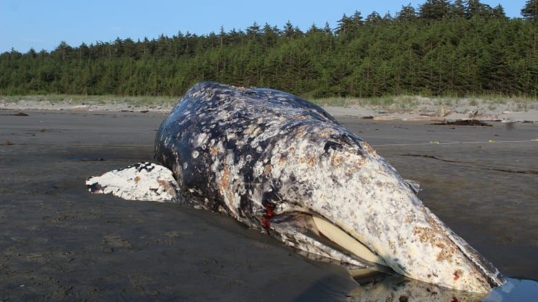The dead grey whale washed up last week near