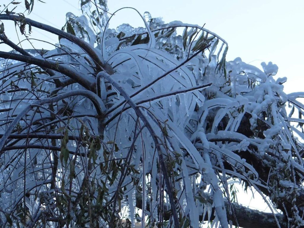 ice brazil