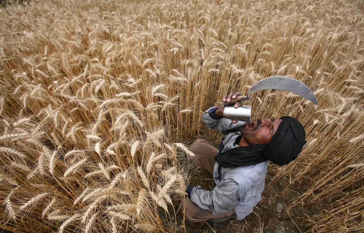 punjabi farmer