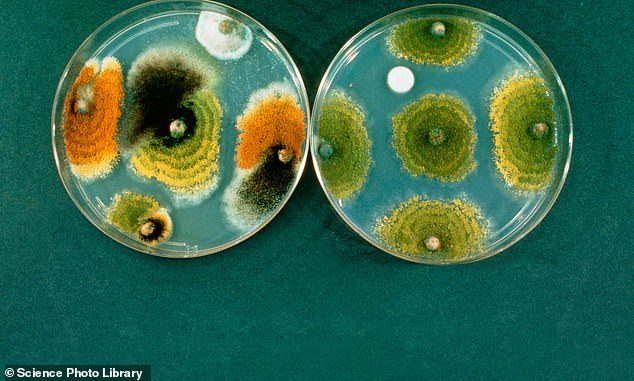 treatment-resistant fungal infections