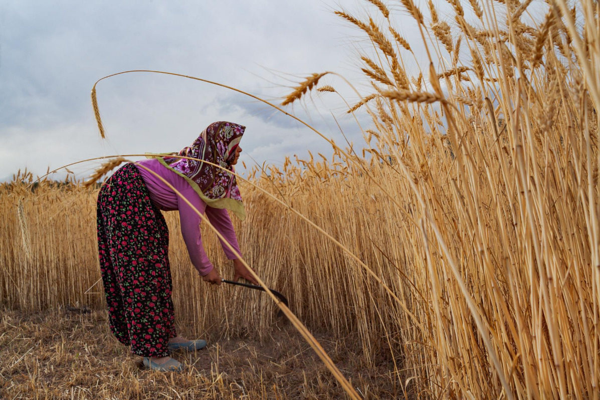 Click to enlarge harvests