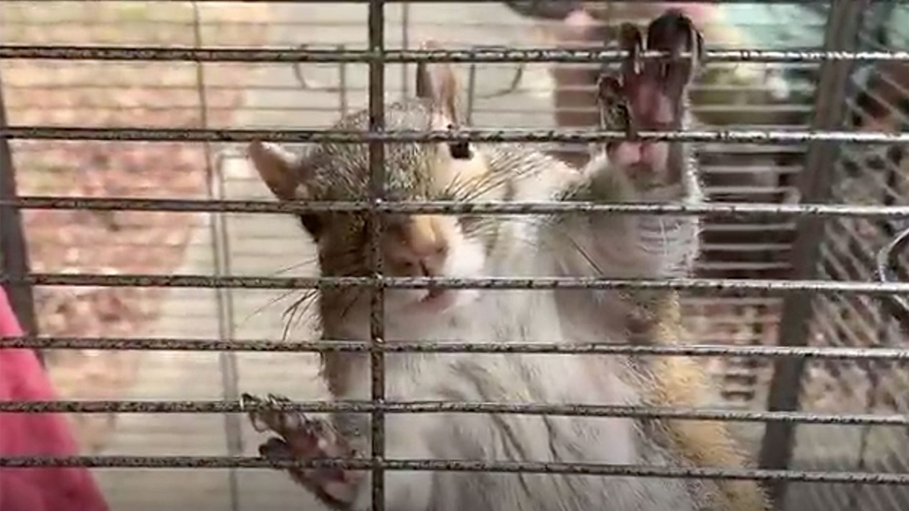 Click to enlarge attack squirrel