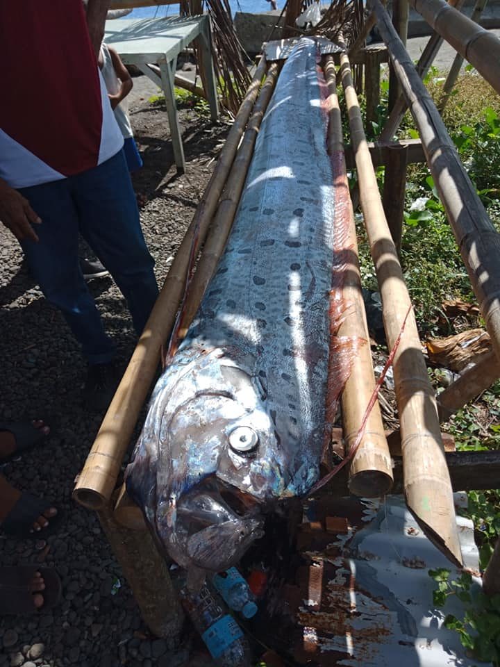 Oarfish