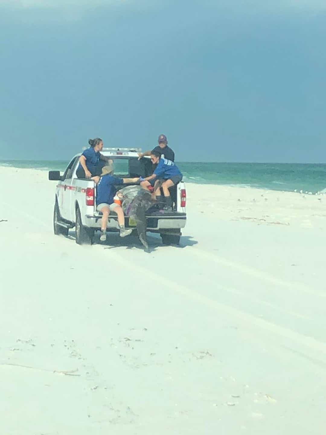 A rare Beaked whale, one of the deepest-diving whales, was found beached on Gulf Islands National Seashore on Monday afternoon.