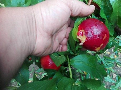 Click to enlarge crop damage