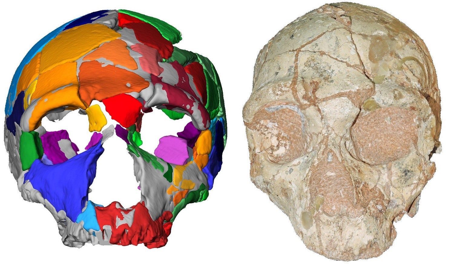 Click to enlarge Oldest Human Skull