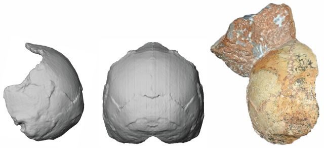 Click to enlarge Ancient Apidima Skull