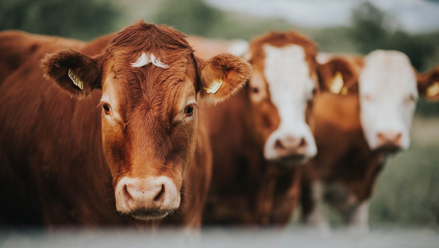 Domestic Cattle