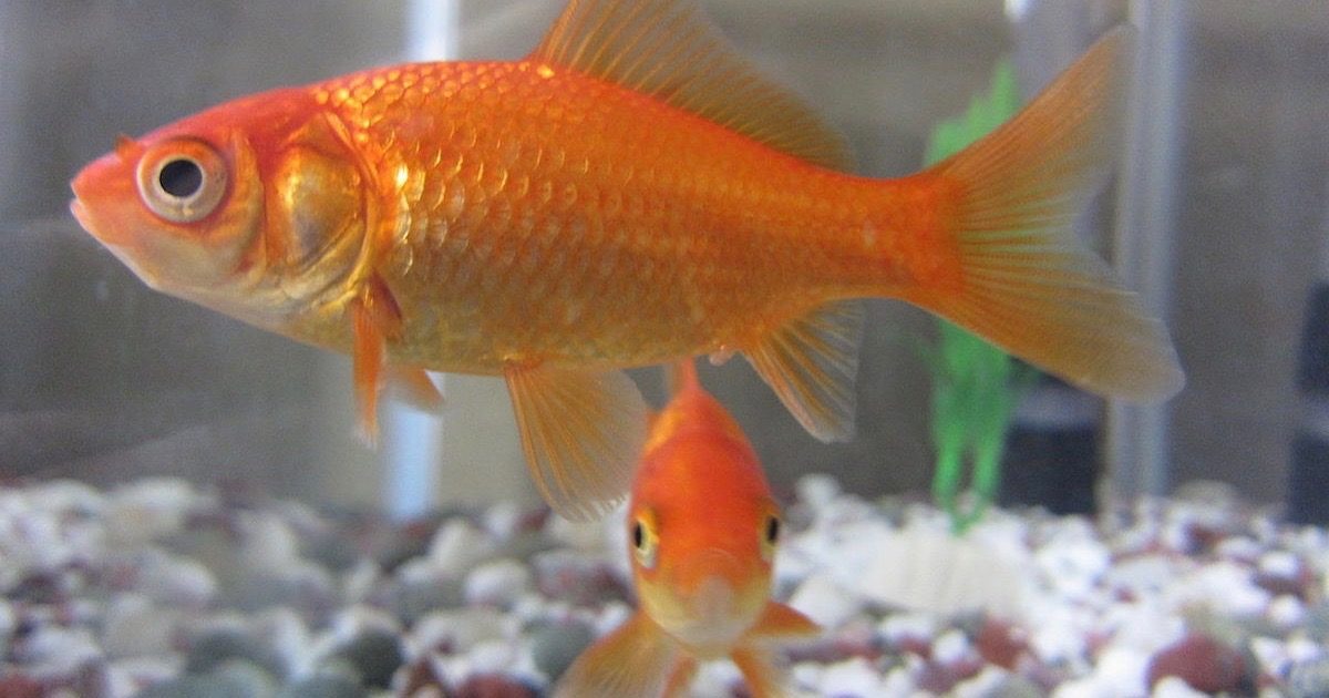 goldfish