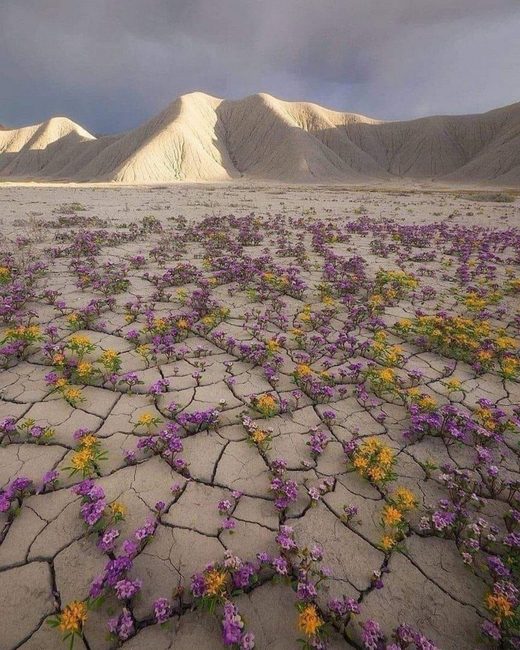 Click to enlarge Atacama desert