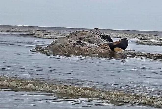 dead whale