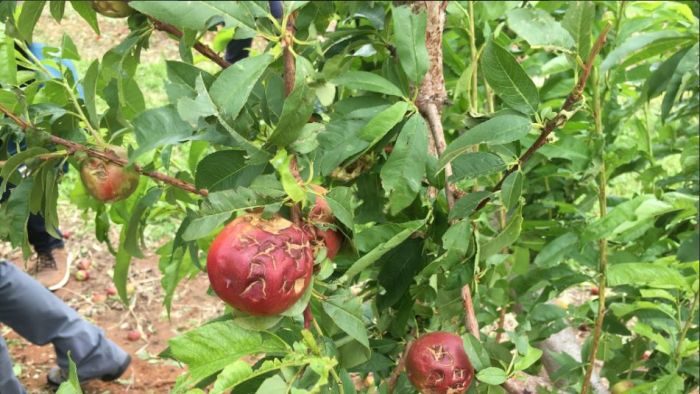 fruit