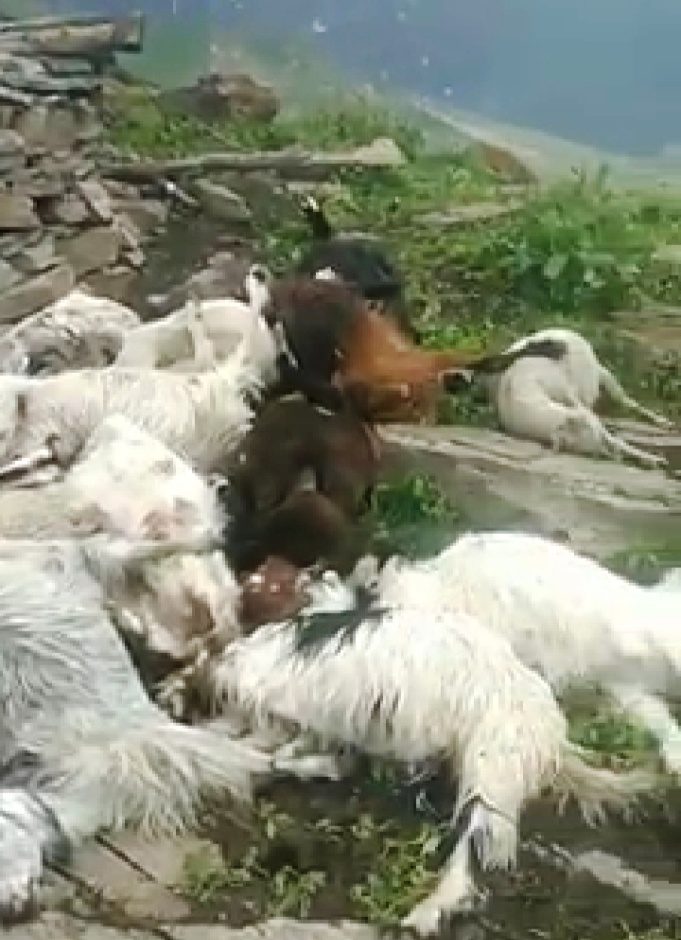 dead sheep