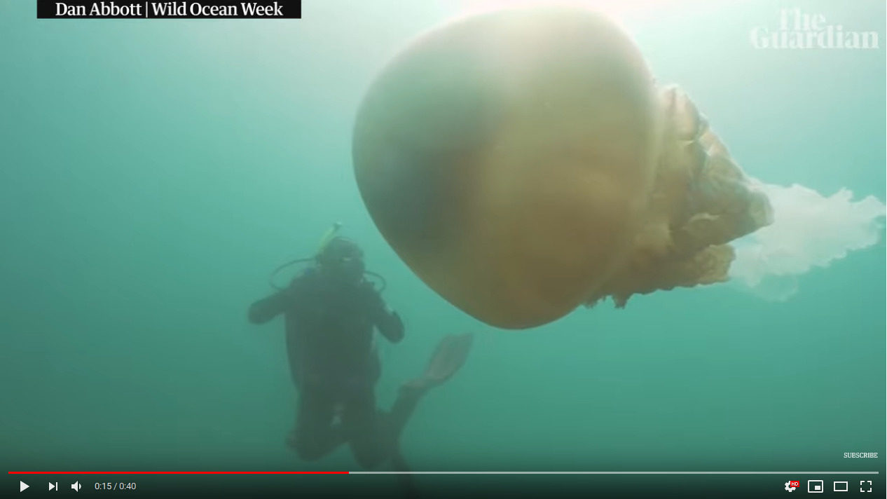 jellyfish