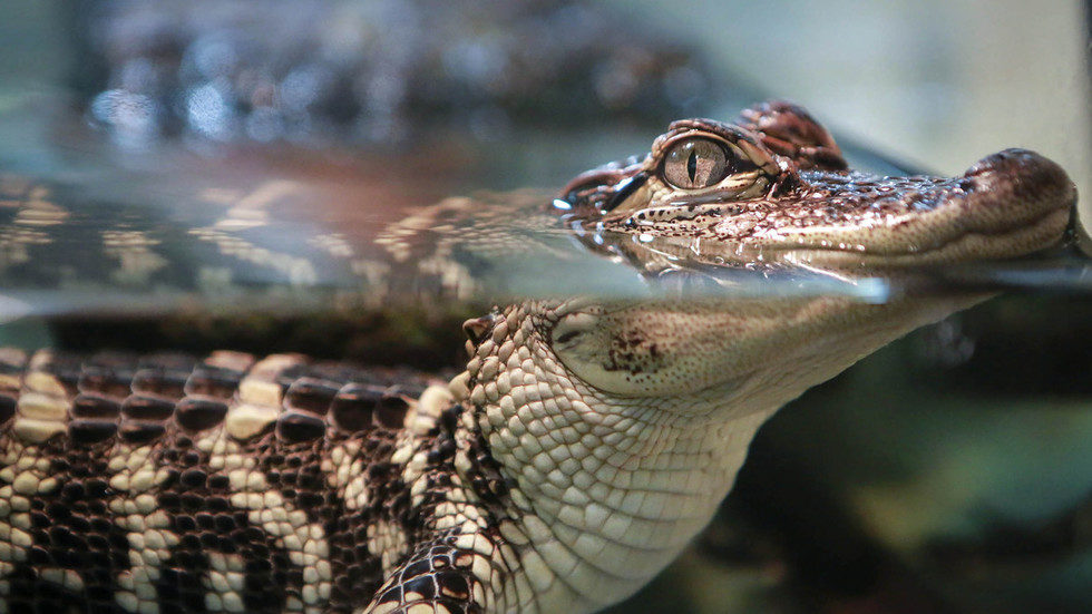 Alligator