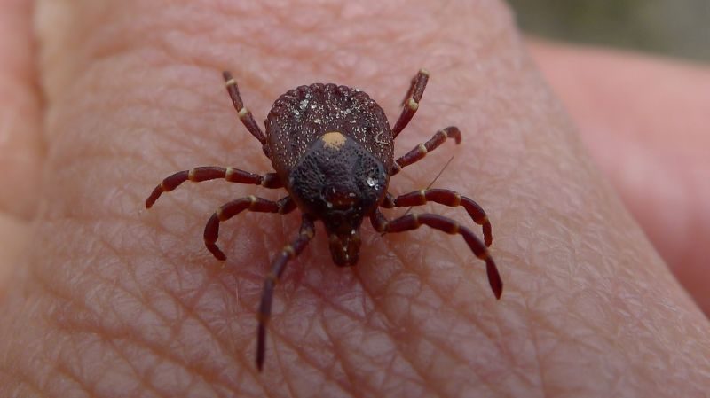 Click to enlarge tick