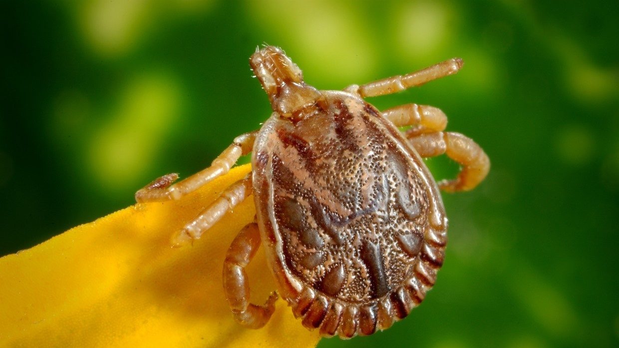 tick
