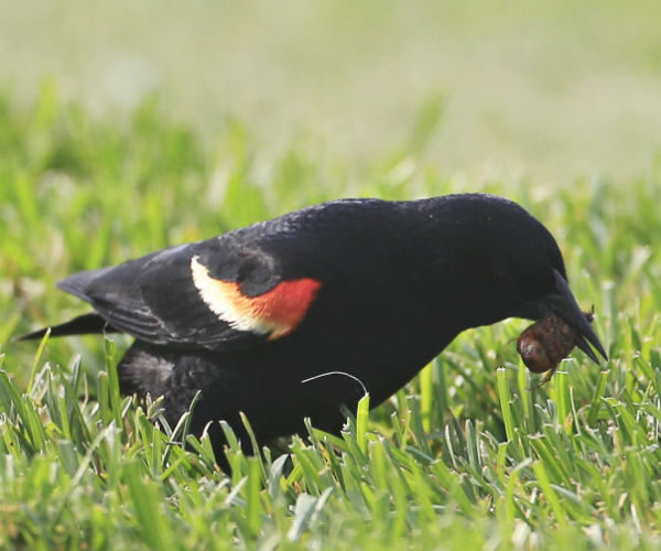Blackbird