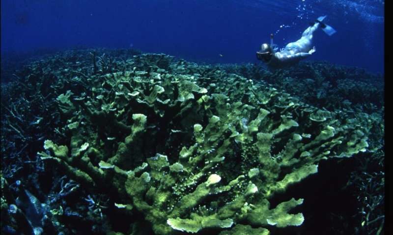 coral reef